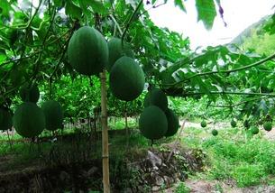 吃吊瓜的害处,健康隐患不容忽视