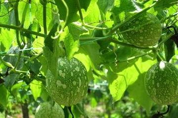 吃吊瓜的害处,健康隐患不容忽视