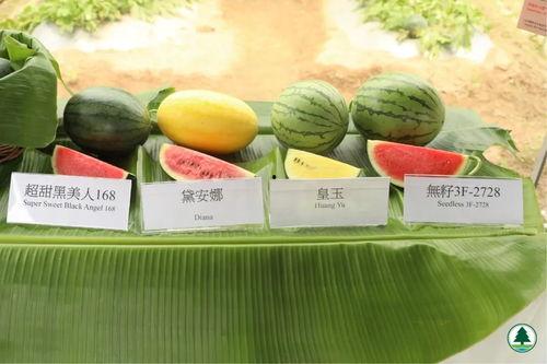 香港吃瓜网站有哪些,揭秘网络八卦风云