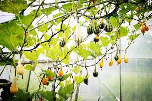 藤萝青衫和吃瓜亭