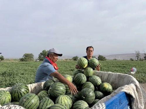 19年邢台吃瓜,一场全民围观的网络狂欢