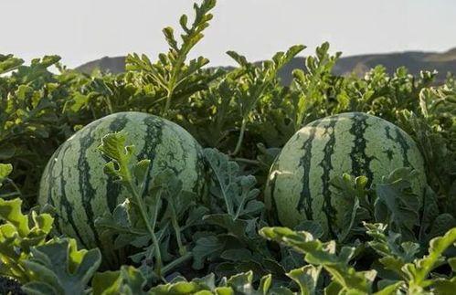 国产网红吃瓜在线看,在线观看，笑料连连