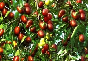 吃瓜小金枣,甜蜜背后的故事