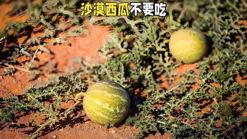 沙漠瓜怎么吃