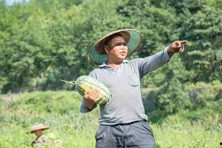 丰台村吃瓜群众