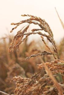 稻田网红吃瓜事件,一场网络狂欢背后的真相揭秘