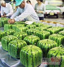 变态吃瓜图片,变态吃瓜背后的社会现象解析