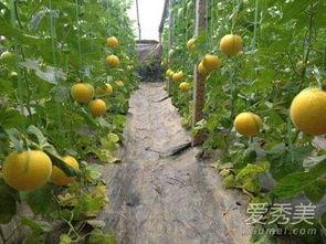 初夏吃伊丽莎白瓜好吗,伊丽莎白瓜的清新口感与营养价值，你值得拥有！