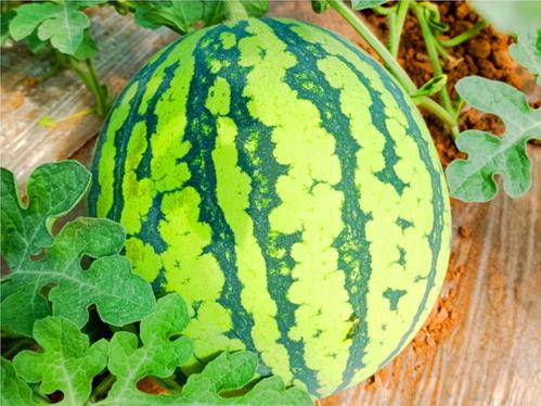 华石镇吃瓜,瓜香四溢，品味夏日田园风情