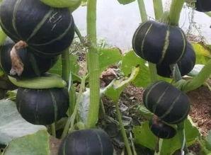 栗子魔兽吃瓜,揭秘虚拟世界的欢乐时光