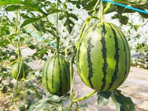 甜吃瓜,探寻甜吃瓜的独特魅力