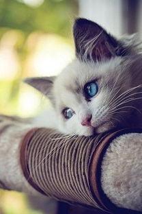 猫崽吃瓜,揭秘宠物界的趣味瞬间