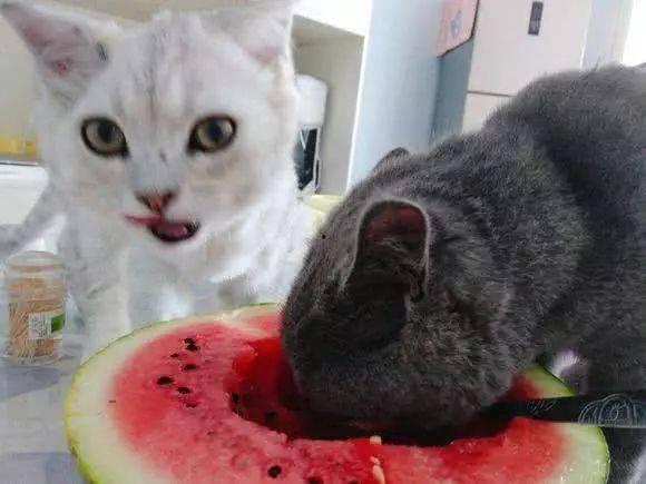 猫崽吃瓜,揭秘宠物界的趣味瞬间