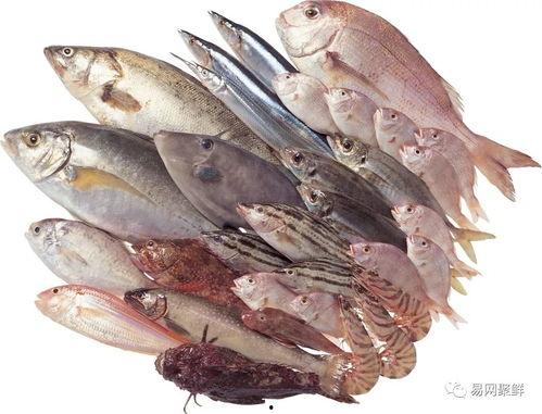 秋秋不吃鱼吃瓜,鱼儿退场，瓜果登场