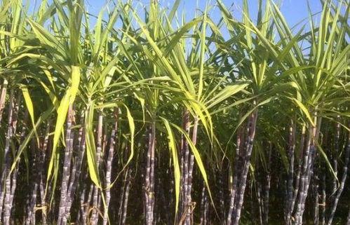 吃甘蔗瓜,探寻甘蔗与瓜果的跨界美味之旅