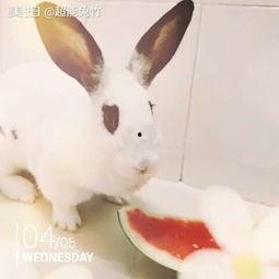 兔子吃清瓜吗怎么吃的,兔子如何享用清甜瓜果的趣味探索