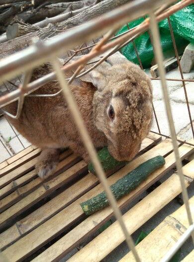 兔子吃清瓜吗怎么吃的,兔子如何享用清甜瓜果的趣味探索