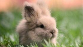 兔子吃清瓜吗怎么吃的,兔子如何享用清甜瓜果的趣味探索