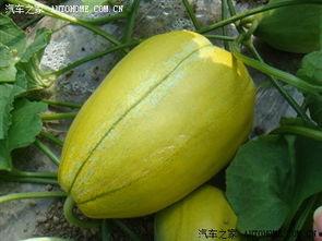 吉林亚桥吃瓜,一场吃瓜盛宴背后的故事