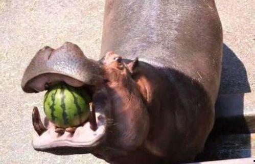 吃瓜视频大全河马,吃瓜视频大全中的欢乐巨兽