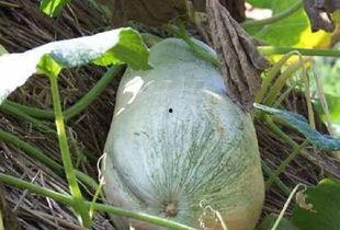 吃瓜系统全家完,揭秘娱乐圈背后的秘密与真相