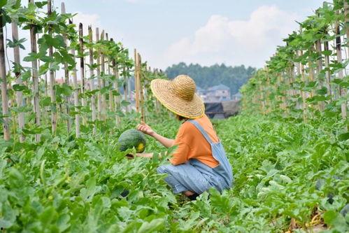 野吃瓜地,揭秘乡村美食的神秘魅力