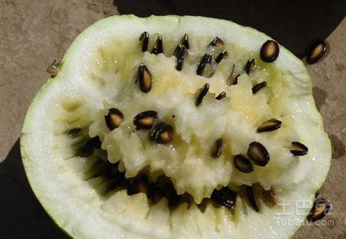 幼儿吃籽瓜文案,籽瓜营养新食尚