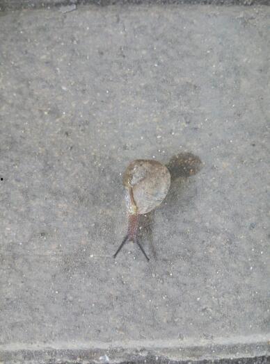 树底下吃瓜的地鼠,地鼠悠然品瓜趣