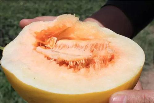 乔妹吃蜜瓜,夏日清新滋味尽享