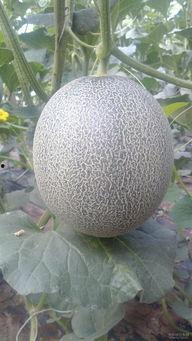 梦见摘大黑瓜吃,揭秘摘大黑瓜吃的神秘寓意