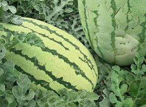 壮样瓜怎么吃,探索美味与营养的完美融合