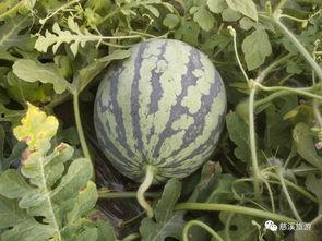 西瓜视频吃瓜节