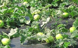 吃瓜舌头难受,揭秘夏日消暑美食的“甜蜜陷阱”