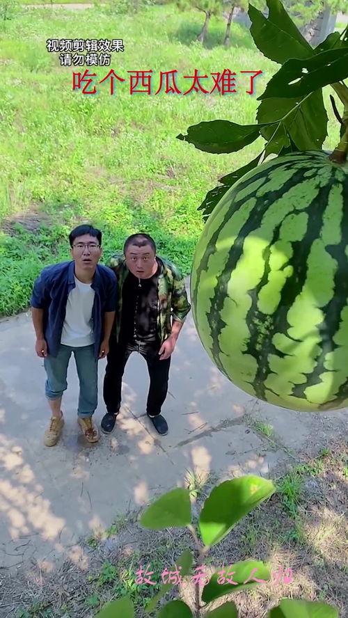 吃瓜吗现摘的,尽享夏日清凉时光