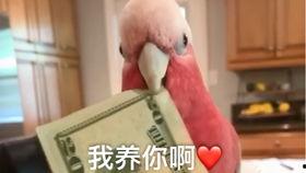 吃瓜博主口红,揭秘网红吃瓜博主必备的口红神器