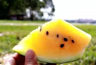 沙瓜和脆瓜怎么分开吃的,如何巧妙区分与品尝