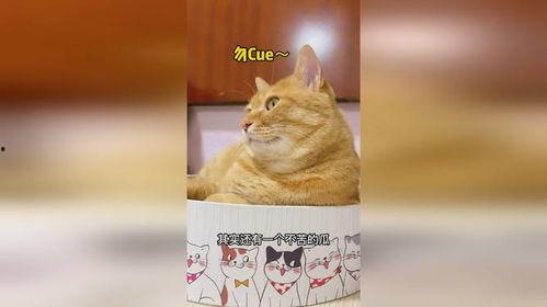 猫老爷吃瓜,揭秘娱乐圈那些事儿