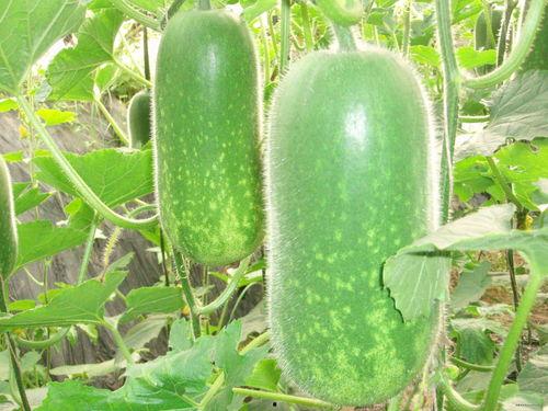 吃瓜大嘴花,揭秘娱乐圈幕后真相