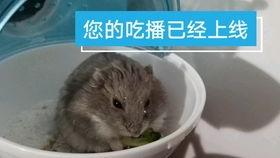 仓鼠吃瓜声音,揭秘仓鼠吃瓜的独特乐章