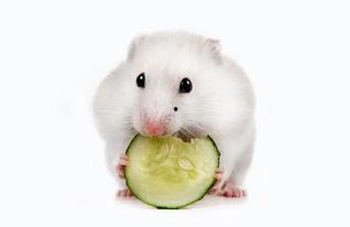 仓鼠吃瓜声音,揭秘仓鼠吃瓜的独特乐章