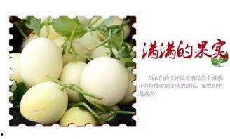 光遇大神吃瓜,揭秘游戏圈幕后风云