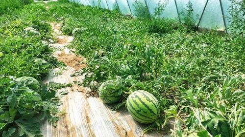 吃大棚的瓜,揭秘现代农业的甜蜜秘密