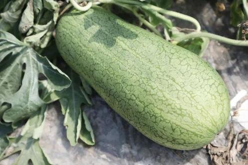 梦海吃瓜场面,一场别开生面的吃瓜狂欢