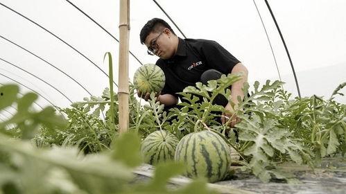 青浦人吃南汇瓜,南汇瓜的甜蜜邂逅