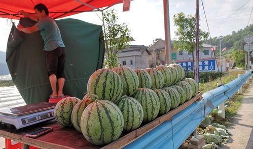 长垣青岗吃瓜事件,一场引发热议的社区冲突