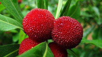 广州杨梅瓜怎么吃,广州杨梅瓜的多样食法探索