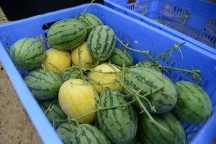 国内最大的吃瓜,揭秘娱乐圈幕后风云