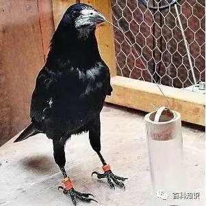 乌鸦吃瓜表情,揭秘网络新宠的趣味与内涵