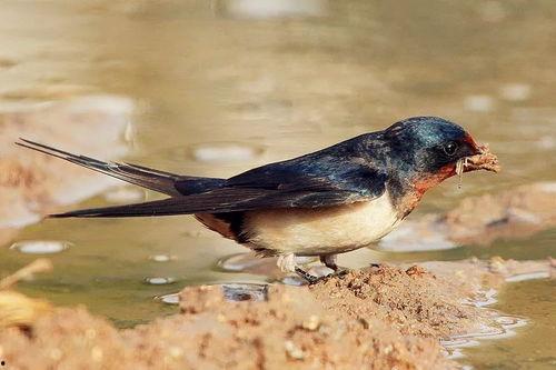 吃瓜燕子,揭秘娱乐圈背后的故事