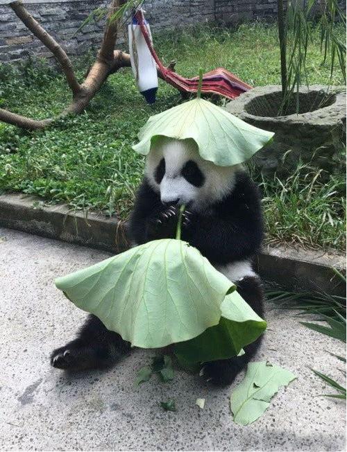 带你吃瓜熊猫表白视频,带你领略甜蜜的“吃瓜”时刻